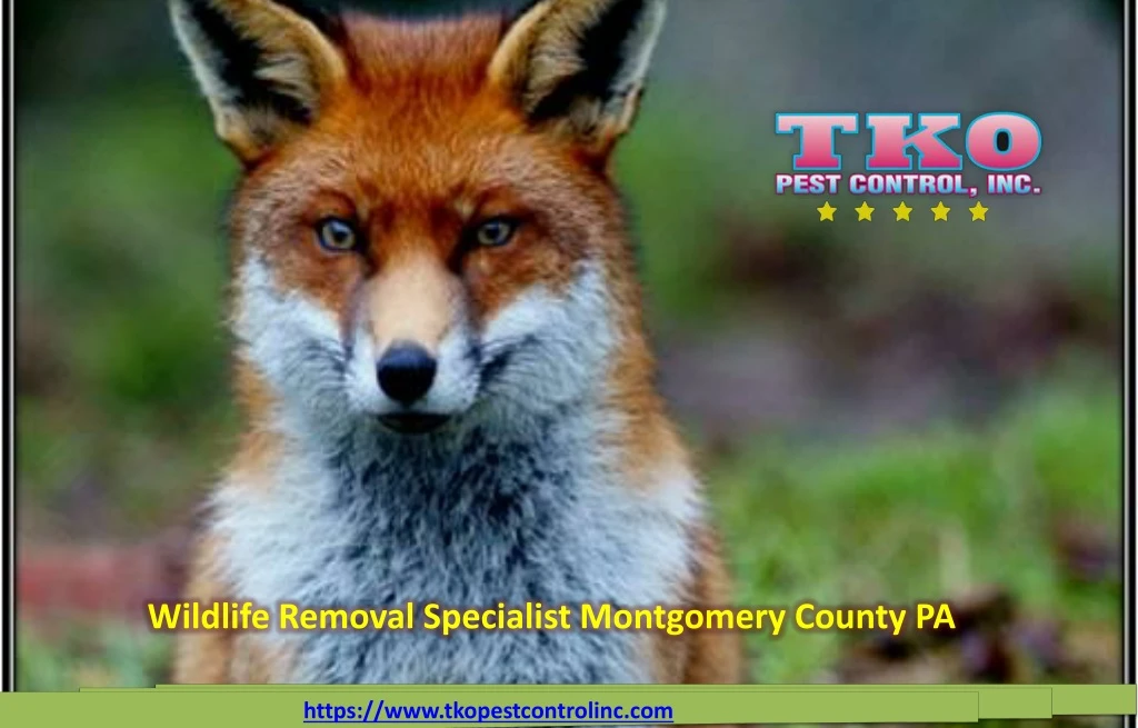 wildlife removal specialist montgomery county pa