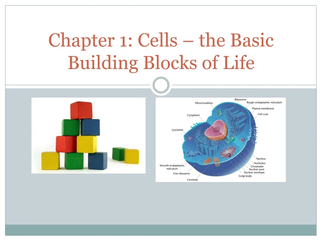 chapter 1 cells the basic building blocks of life