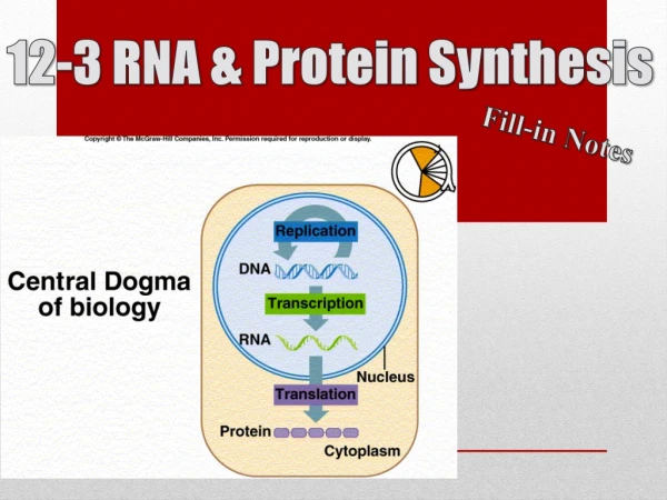 12-3 RNA &amp; Protein Synthesis