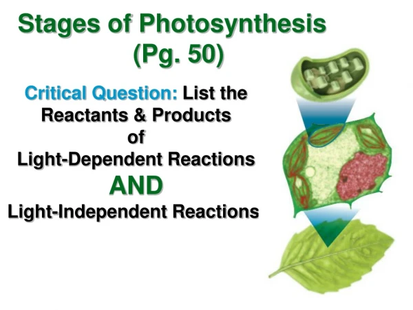 Stages of Photosynthesis (Pg. 50)