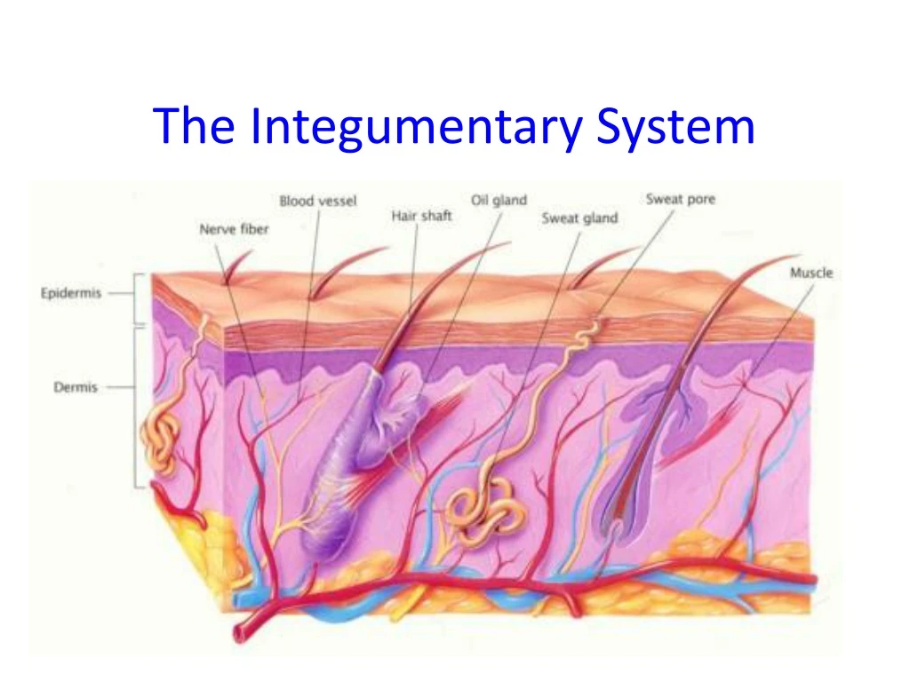 the integumentary system