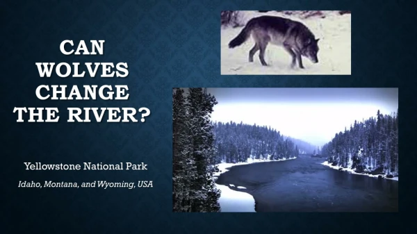 can Wolves change the river?