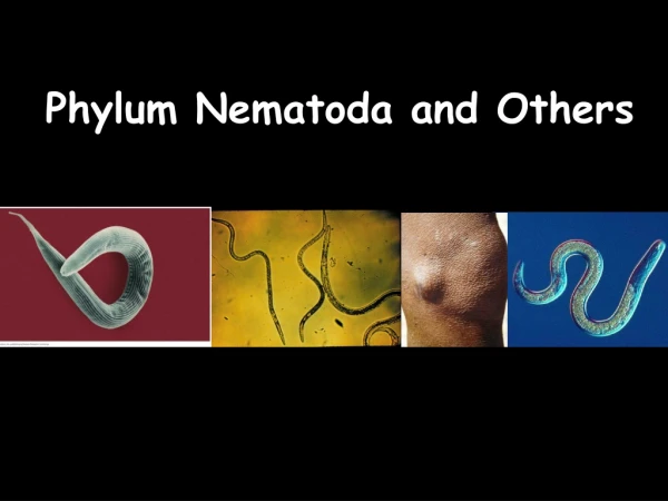 Phylum Nematoda and Others