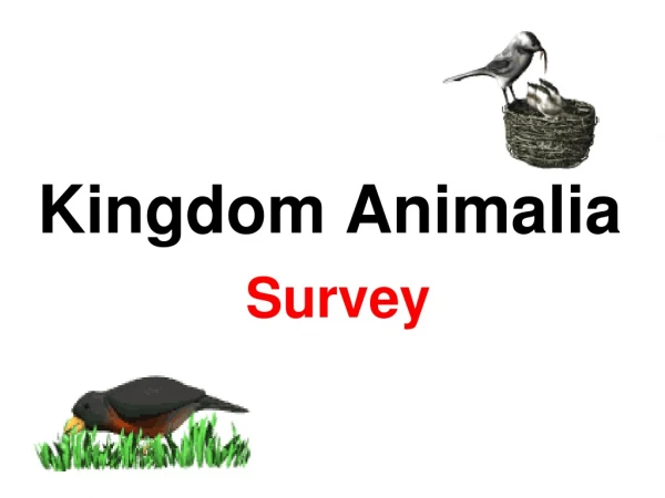 Kingdom Animalia