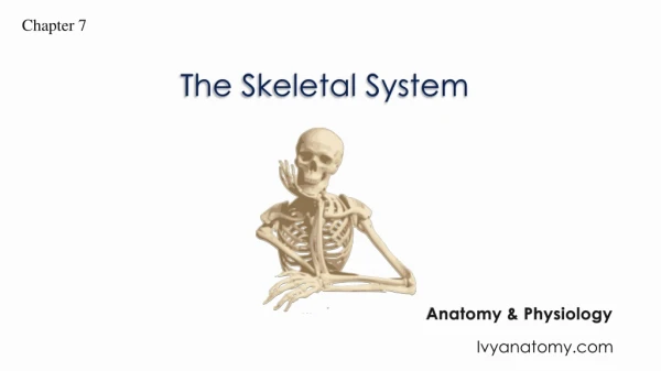 The Skeletal System