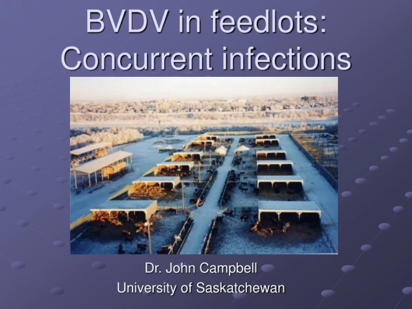BVDV in feedlots: Concurrent infections