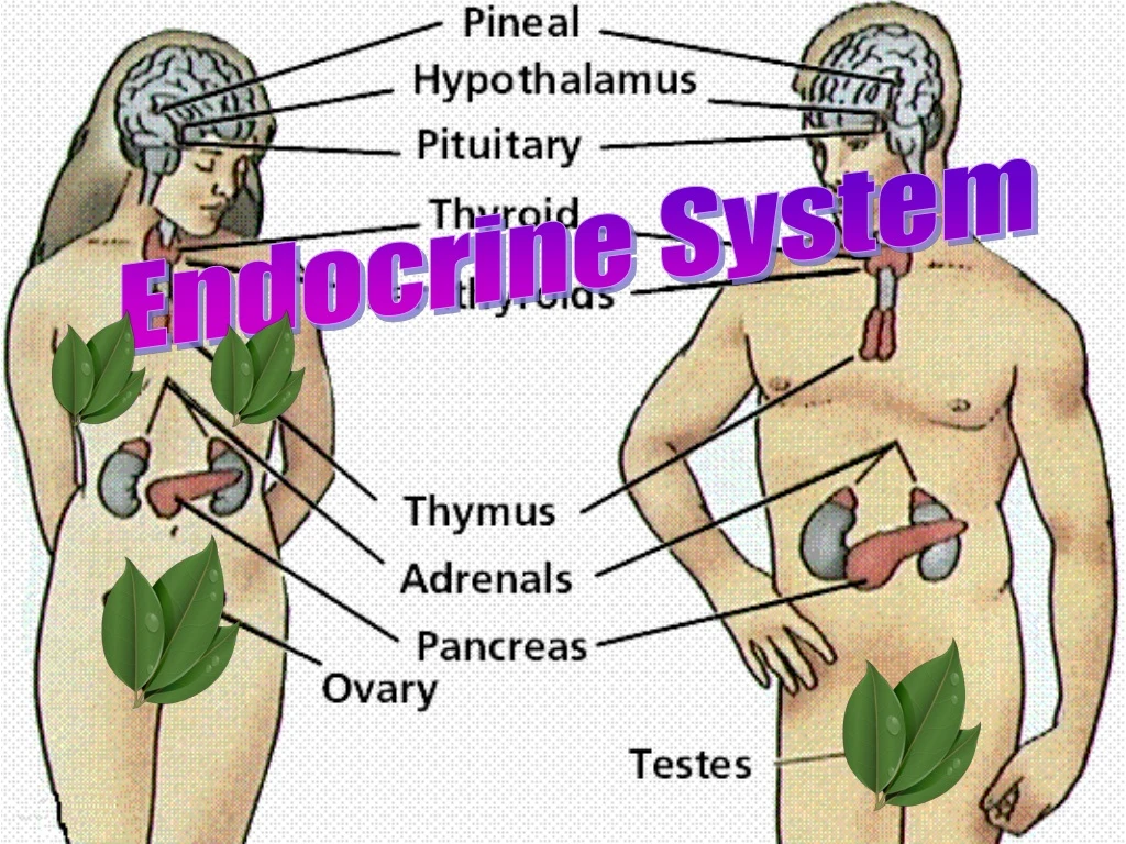 endocrine system