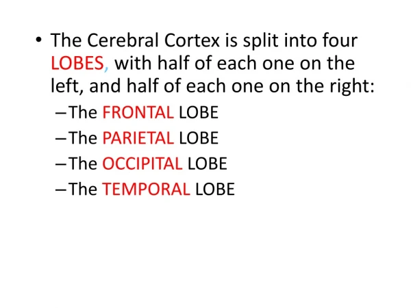 The Frontal Lobes are the portions of the cortex lying just behind the forehead