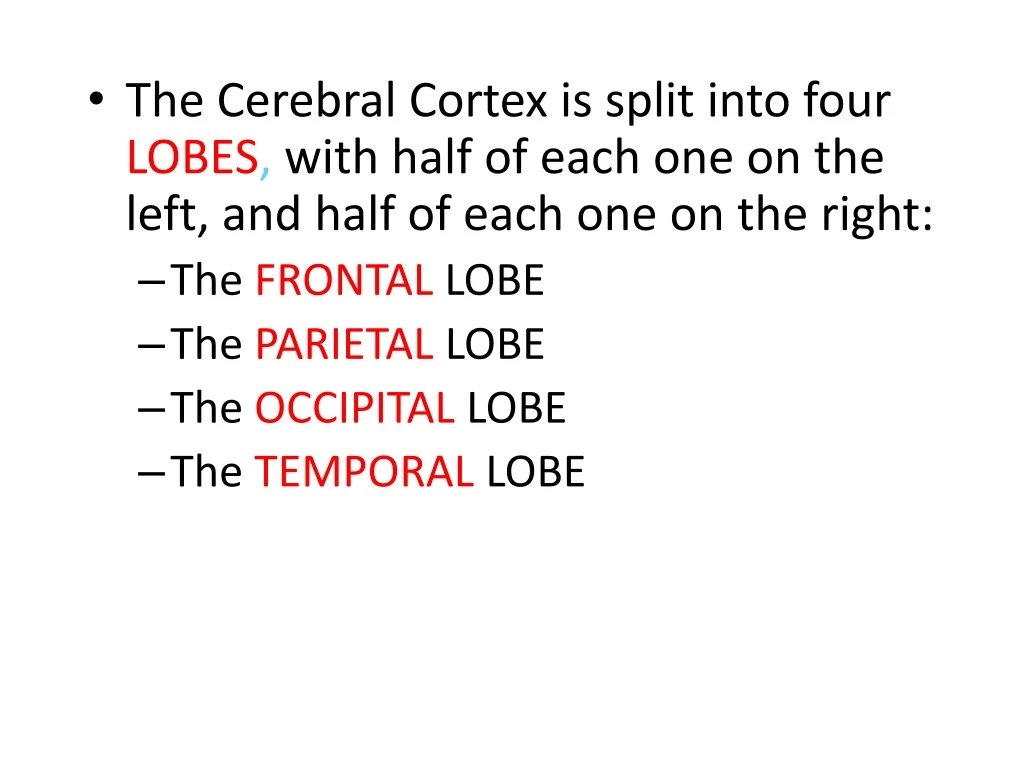the cerebral cortex is split into four lobes with