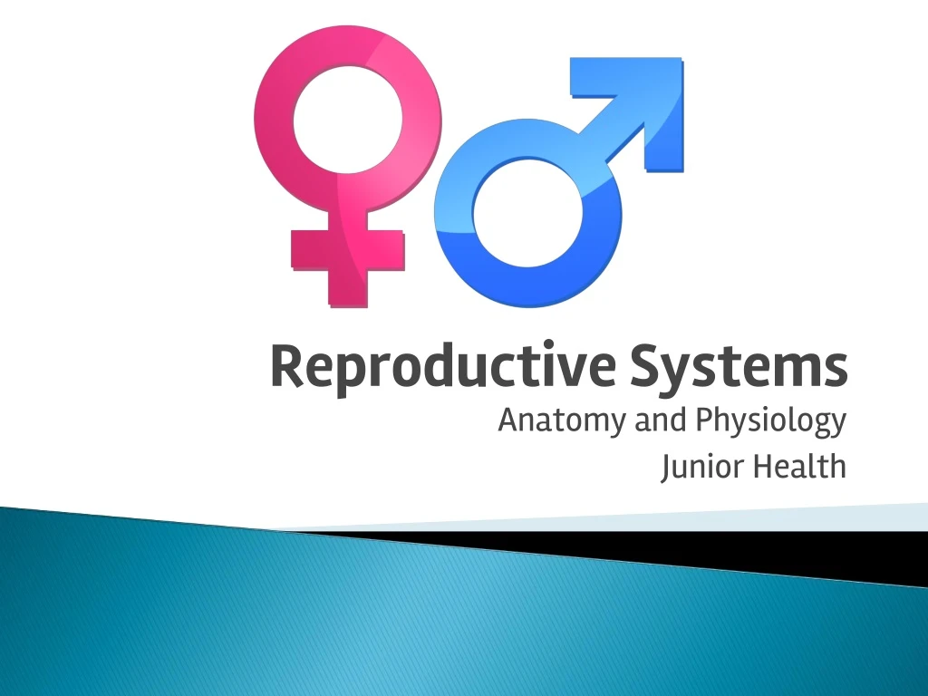 reproductive system s