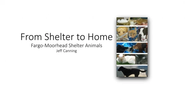 From Shelter to Home Fargo-Moorhead Shelter Animals Jeff Canning