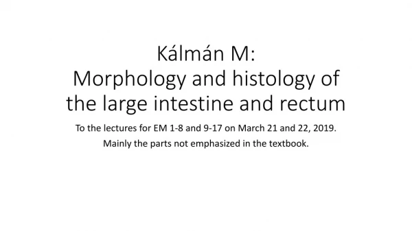 Kálmán M: Morphology and histology of the large intestine and rectum