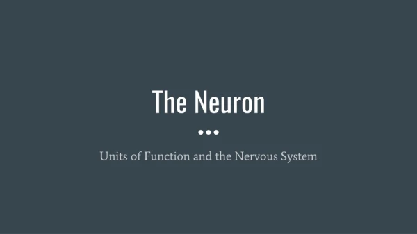 The Neuron