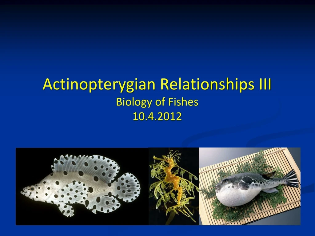 actinopterygian relationships iii biology of fishes 10 4 2012