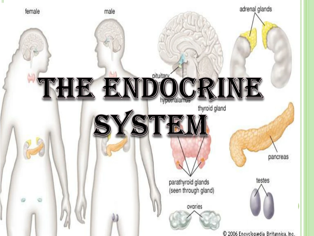 the endocrine system