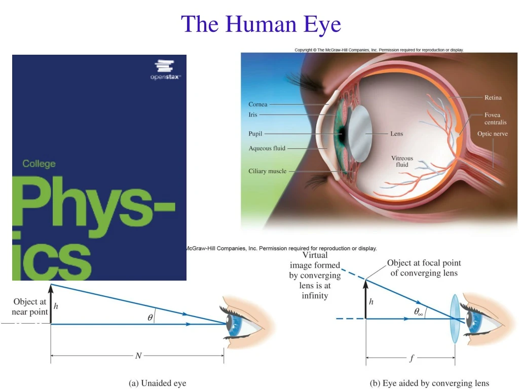 the human eye