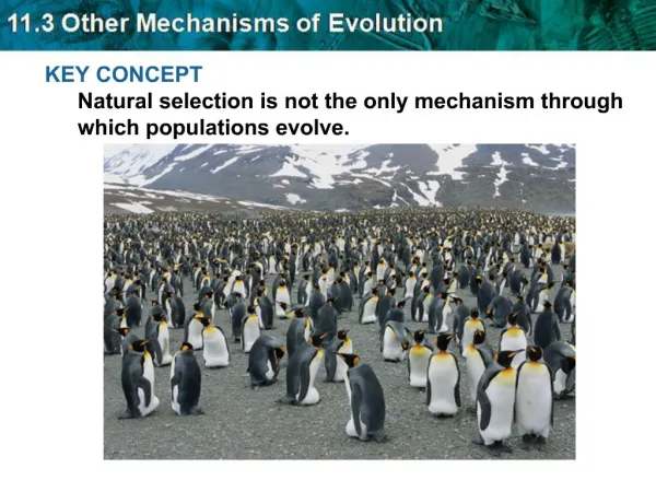 KEY CONCEPT Natural selection is not the only mechanism through which populations evolve.