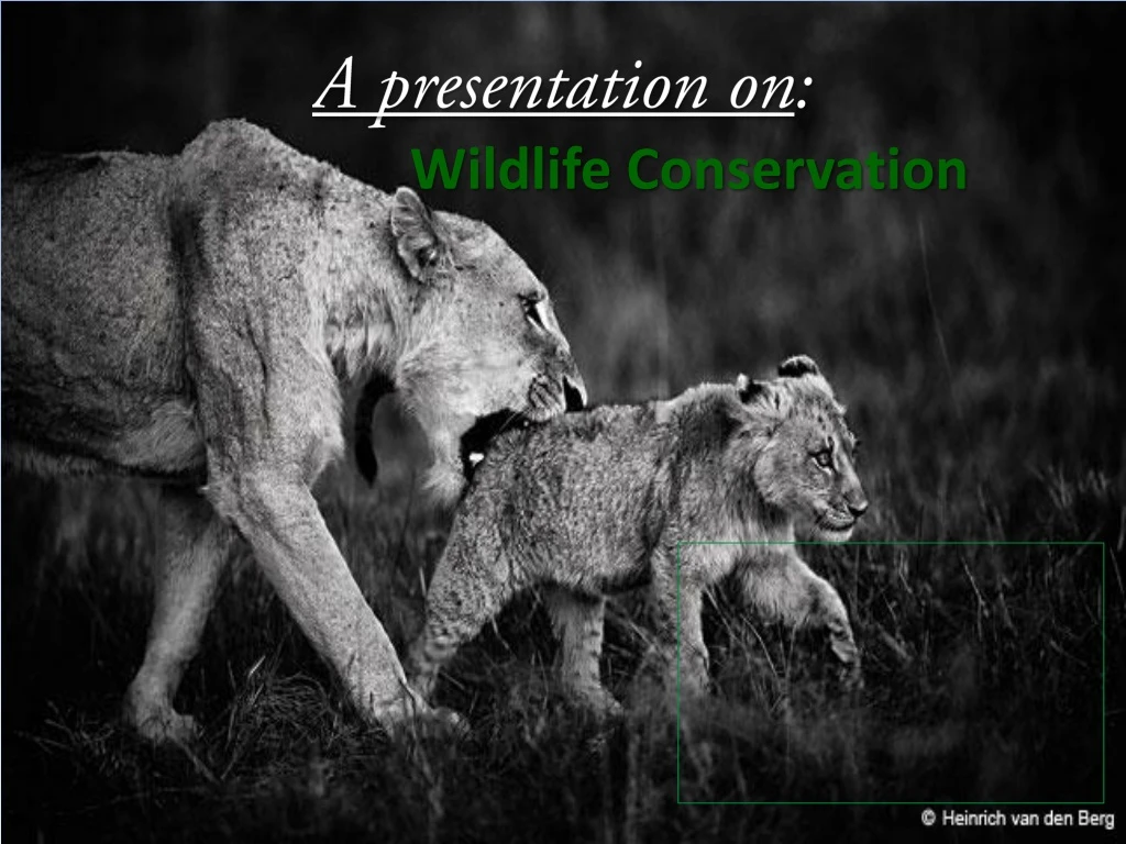 a presentation on wildlife conservation