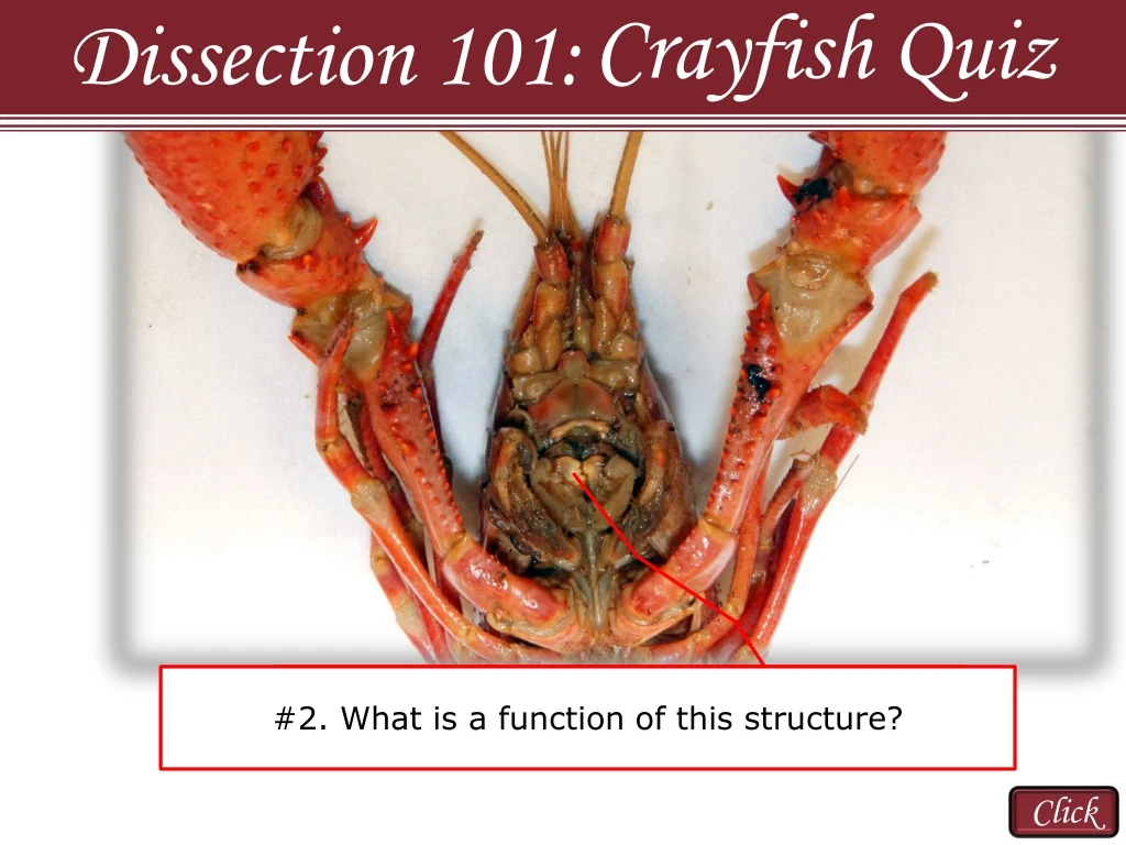 crayfish quiz