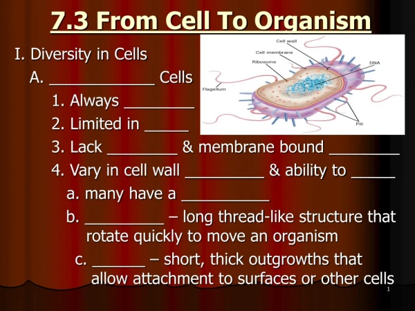 7.3 From Cell To Organism