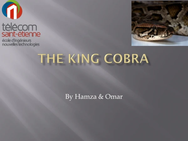 The king cobra