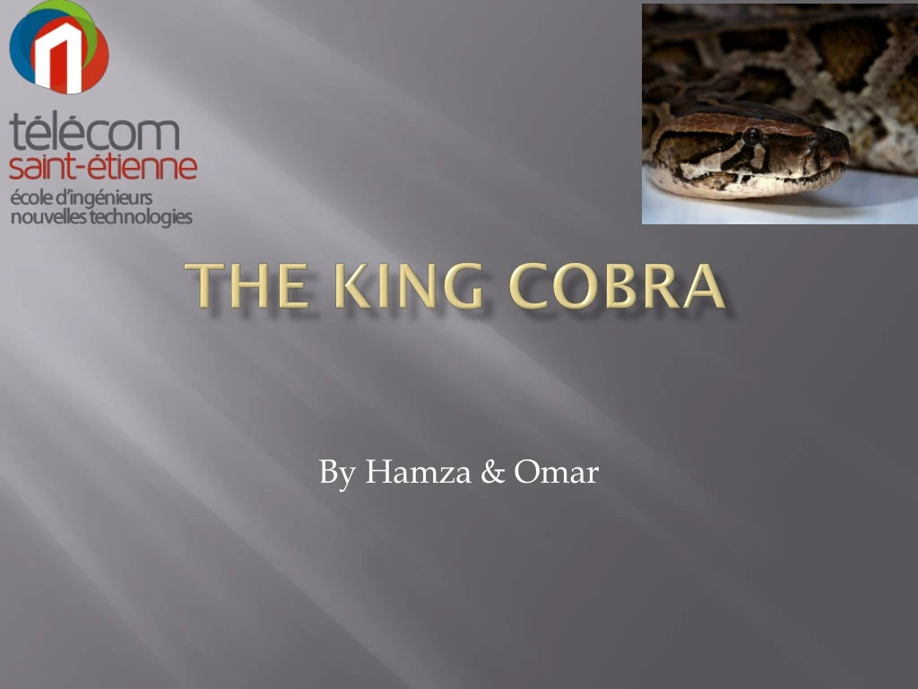 the king cobra