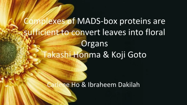 Complexes of MADS-box proteins are sufficient to convert leaves into floral Organs