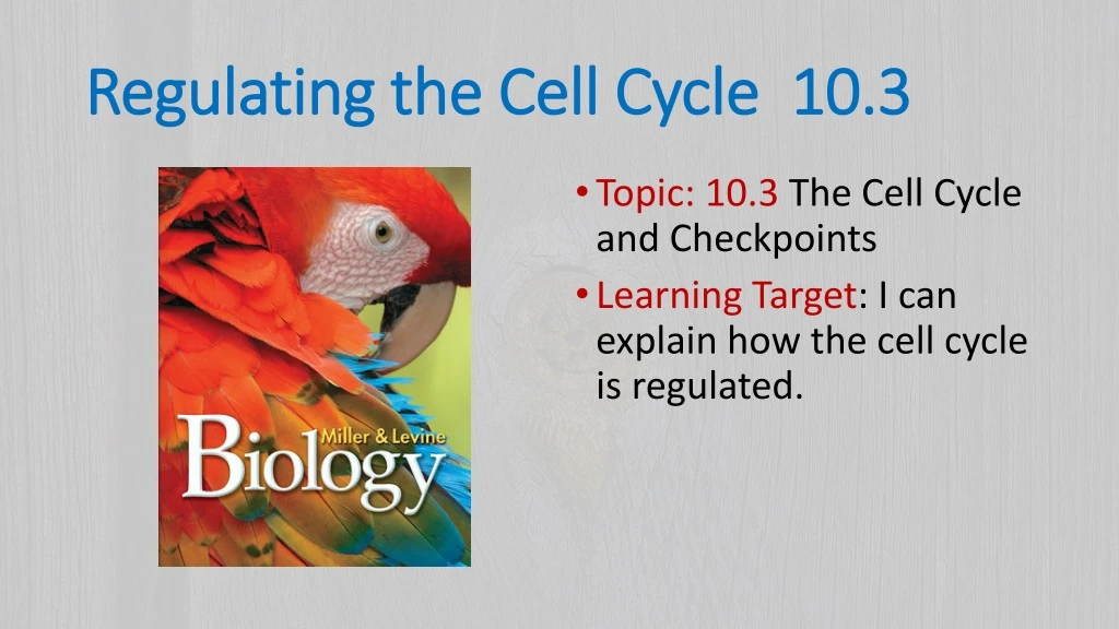 regulating the cell cycle 10 3