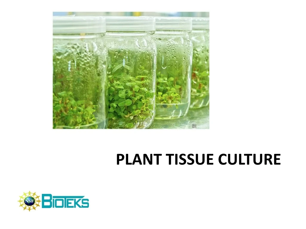 plant tissue culture