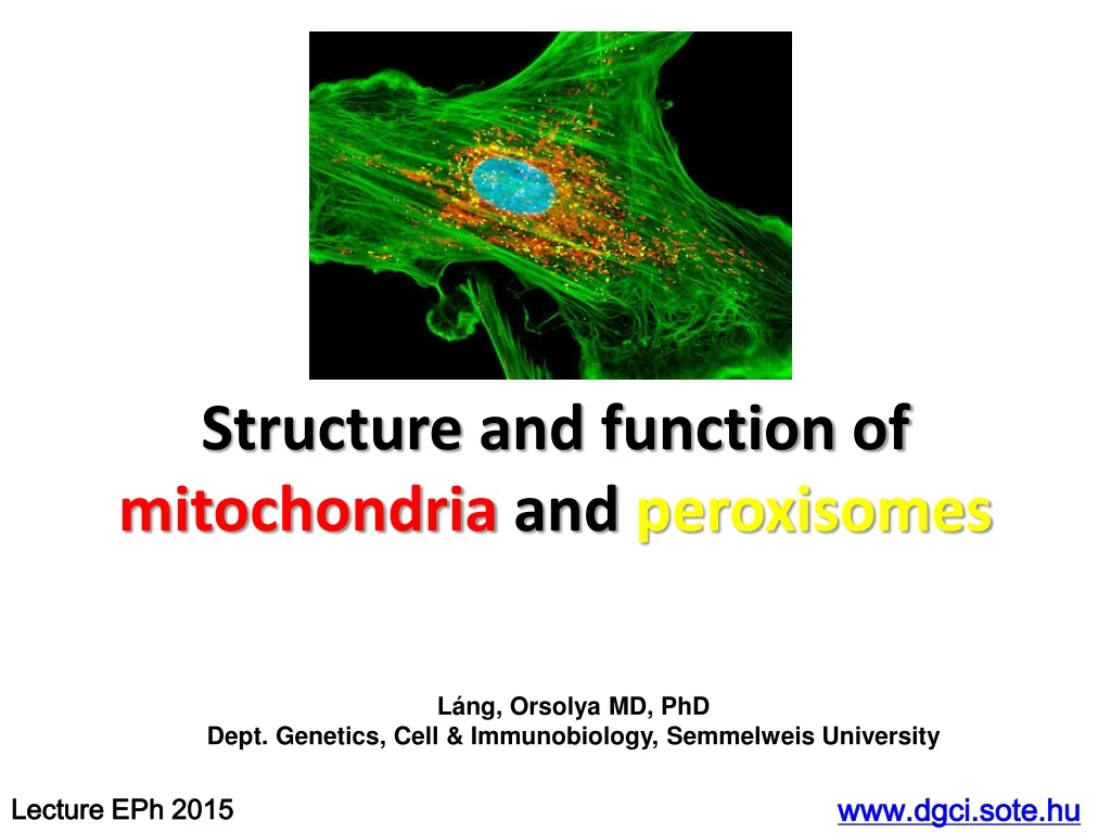 structure and function of mitochondria and peroxisomes
