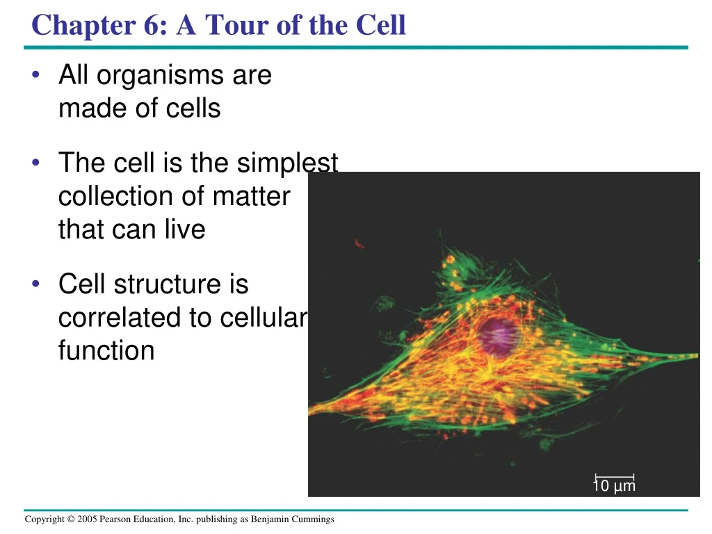 chapter 6 a tour of the cell