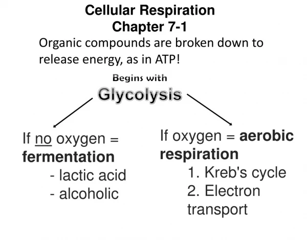 Cellular Respiration Chapter 7-1