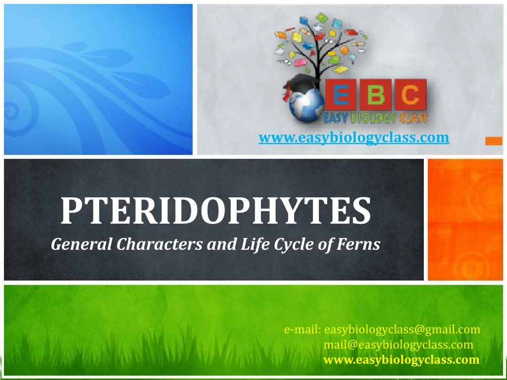 pteridophytes general characters and life cycle of ferns