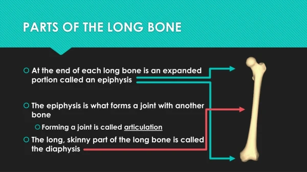 PARTS OF THE LONG BONE