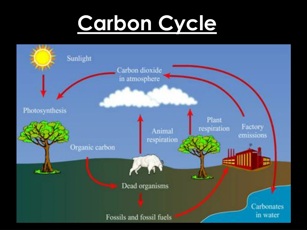 carbon cycle