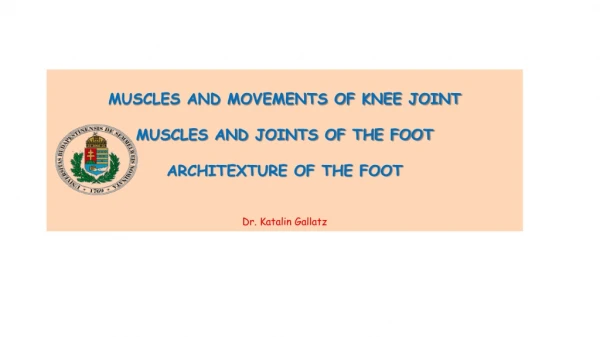 MUSCLES AND MOVEMENTS OF KNEE JOINT MUSCLES AND JOINTS OF THE FOOT ARCHITEXTURE OF THE FOOT