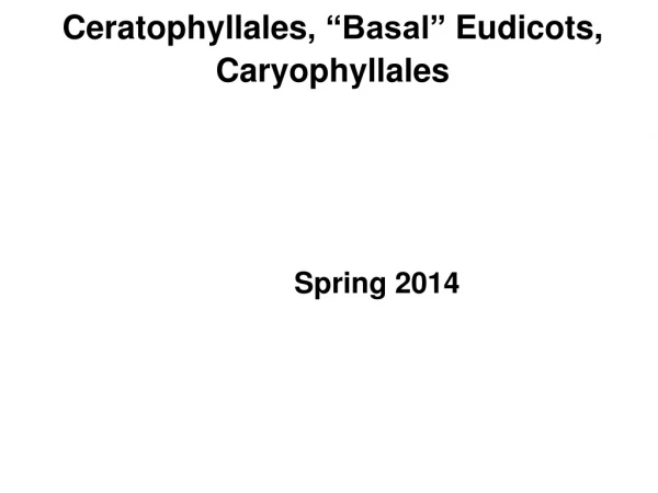 Ceratophyllales , “Basal” Eudicots , Caryophyllales
