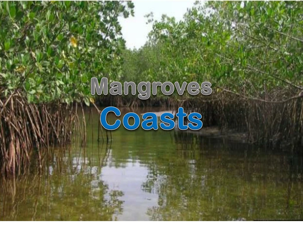 mangroves coasts