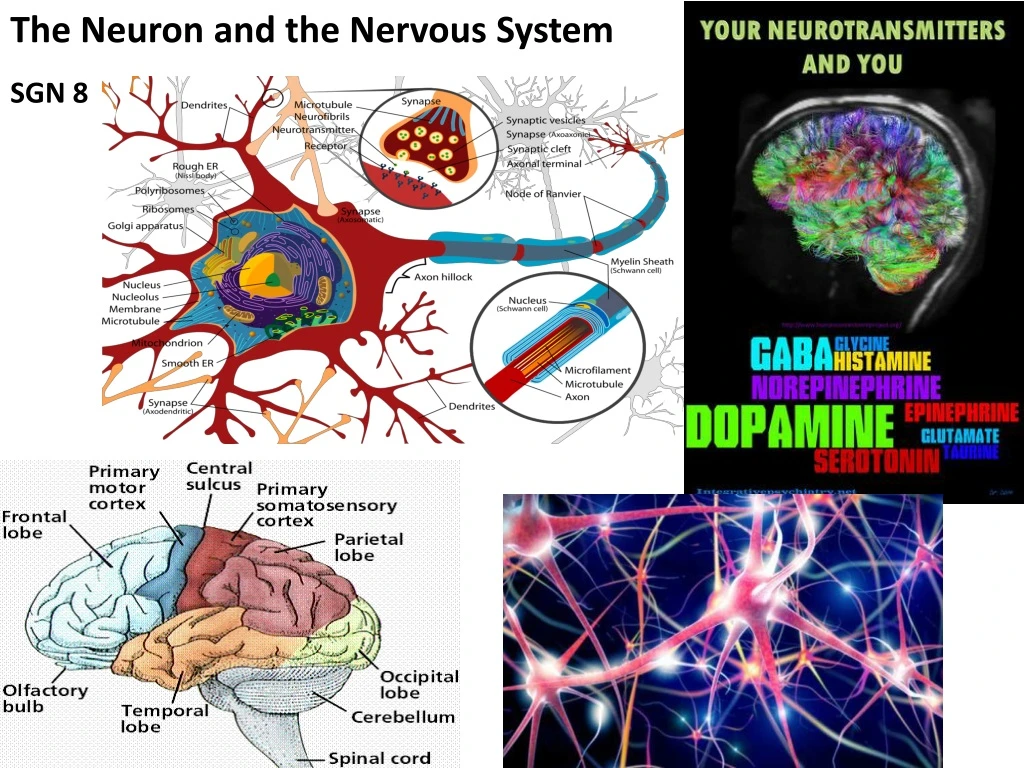 the neuron and the nervous system
