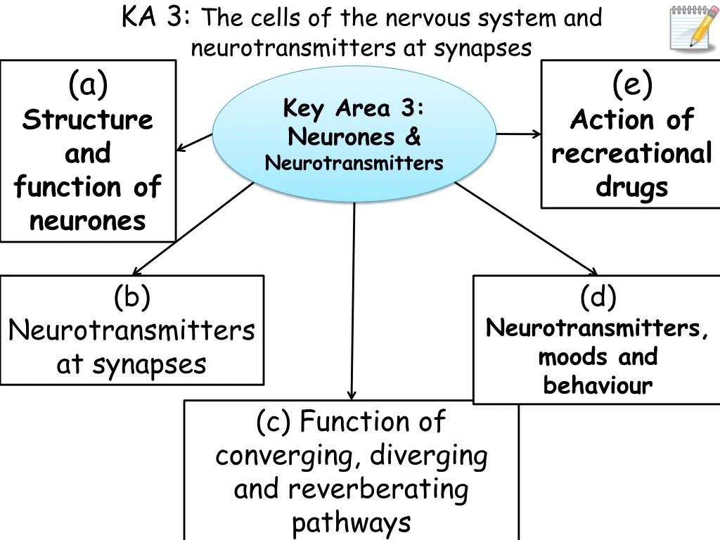 ka 3 the cells of the nervous system