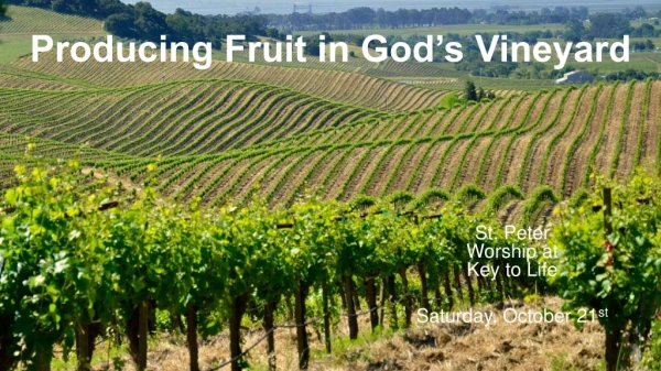 Producing Fruit in God’s Vineyard