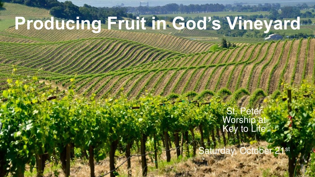 producing fruit in god s vineyard