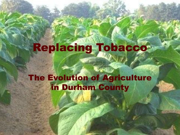 Replacing Tobacco