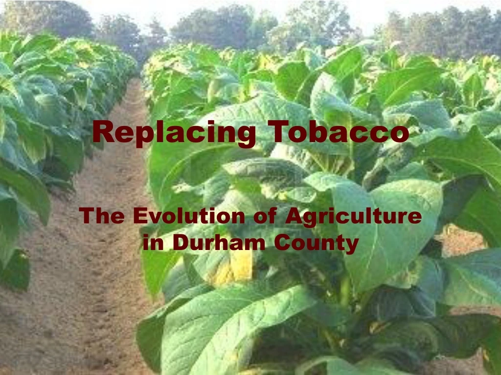 replacing tobacco