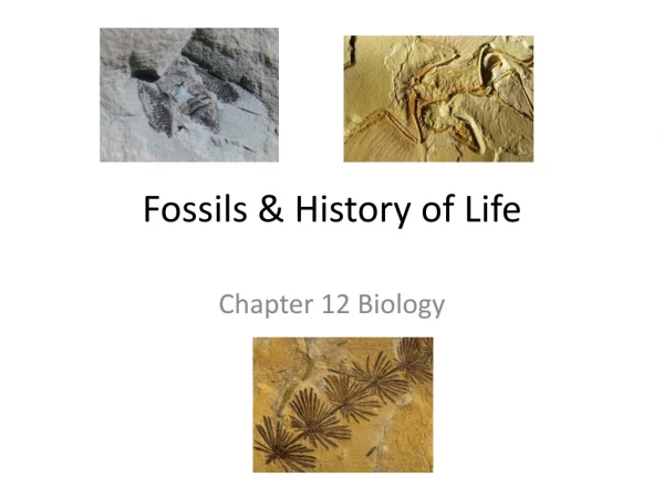 Fossils &amp; History of Life