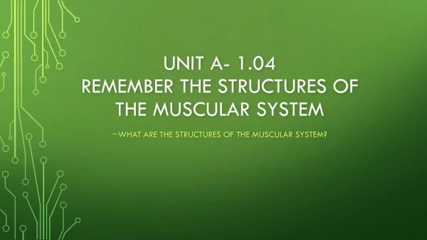 Unit a- 1.04 remember the structures of the muscular system