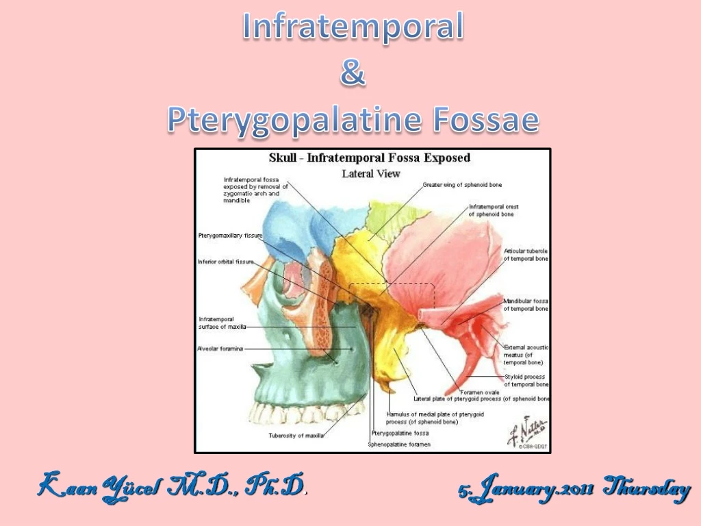 infratemporal pterygopalatine fossae