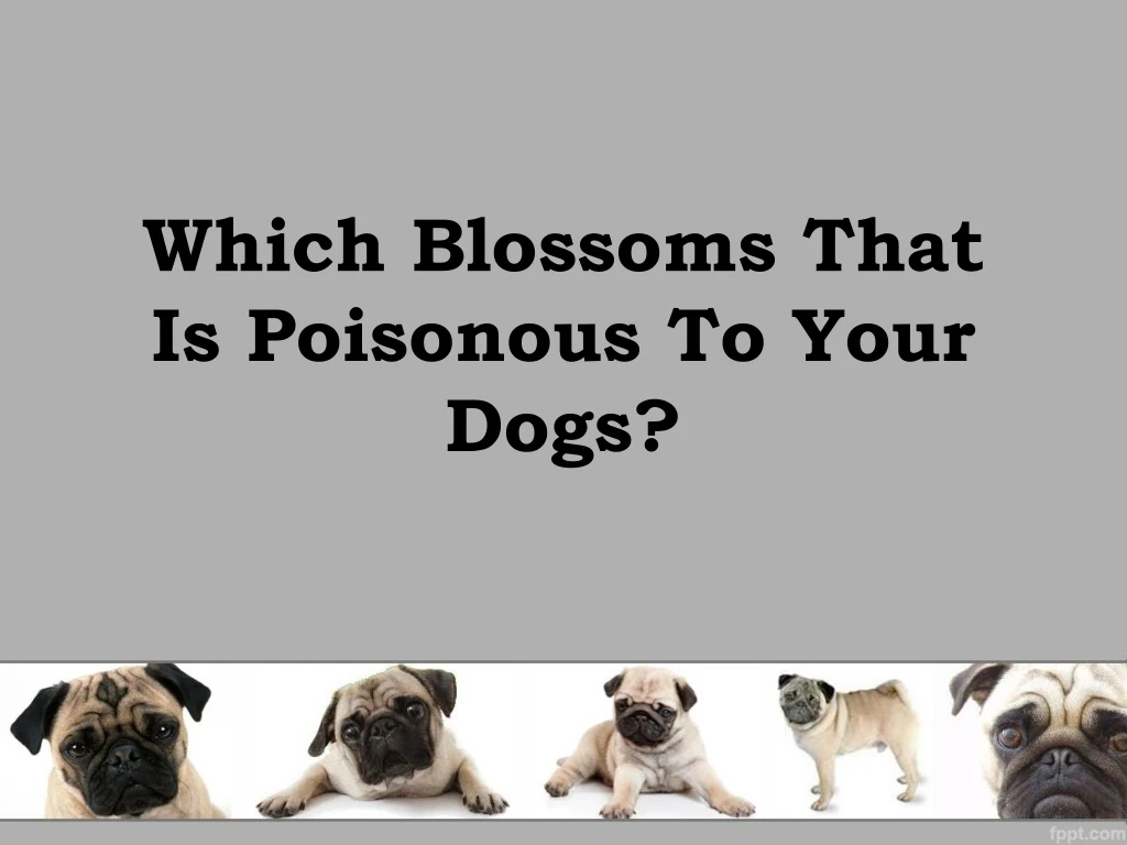 which blossoms that is poisonous to your dogs