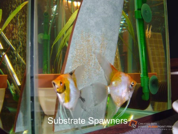 Substrate Spawners