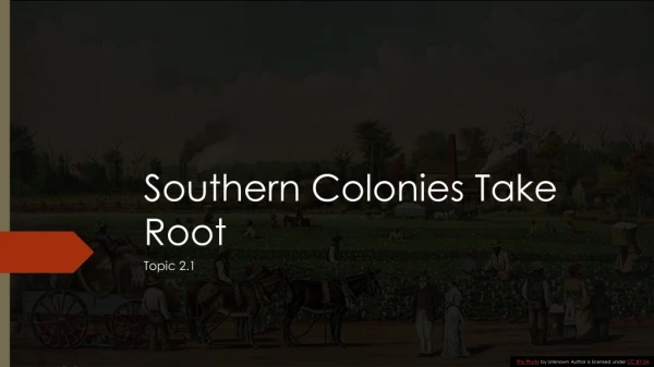 Southern Colonies Take Root